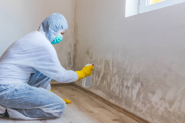 Licensed Commercial Mold Remediation service in Wheaton, MN - WQB Mold Removal